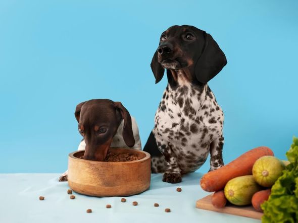 Imagem - Seu cachorro está cansado de comer a mesma coisa?Veja 4 dicas para reconhecer o paladar de seu pet
