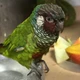 Imagem - Ave silvestre resgatada em Uruçuca é transferida para parque após reabilitação