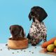 Imagem - Seu cachorro está cansado de comer a mesma coisa?Veja 4 dicas para reconhecer o paladar de seu pet