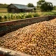 Imagem - Espanha supera EUA e se torna segundo destino do agro baiano em meio ao tarifaço