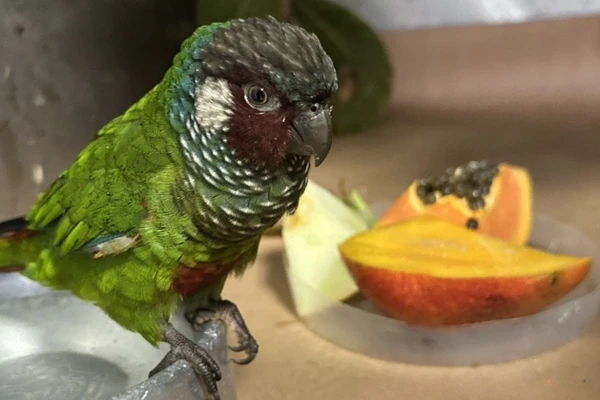 Ave ganhará um novo lar em Foz do Iguaçu
