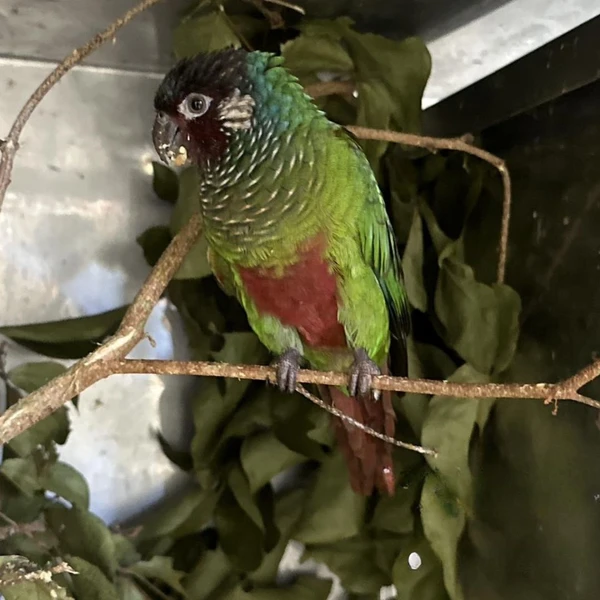 Ave ganhará um novo lar em Foz do Iguaçu por Divulgação