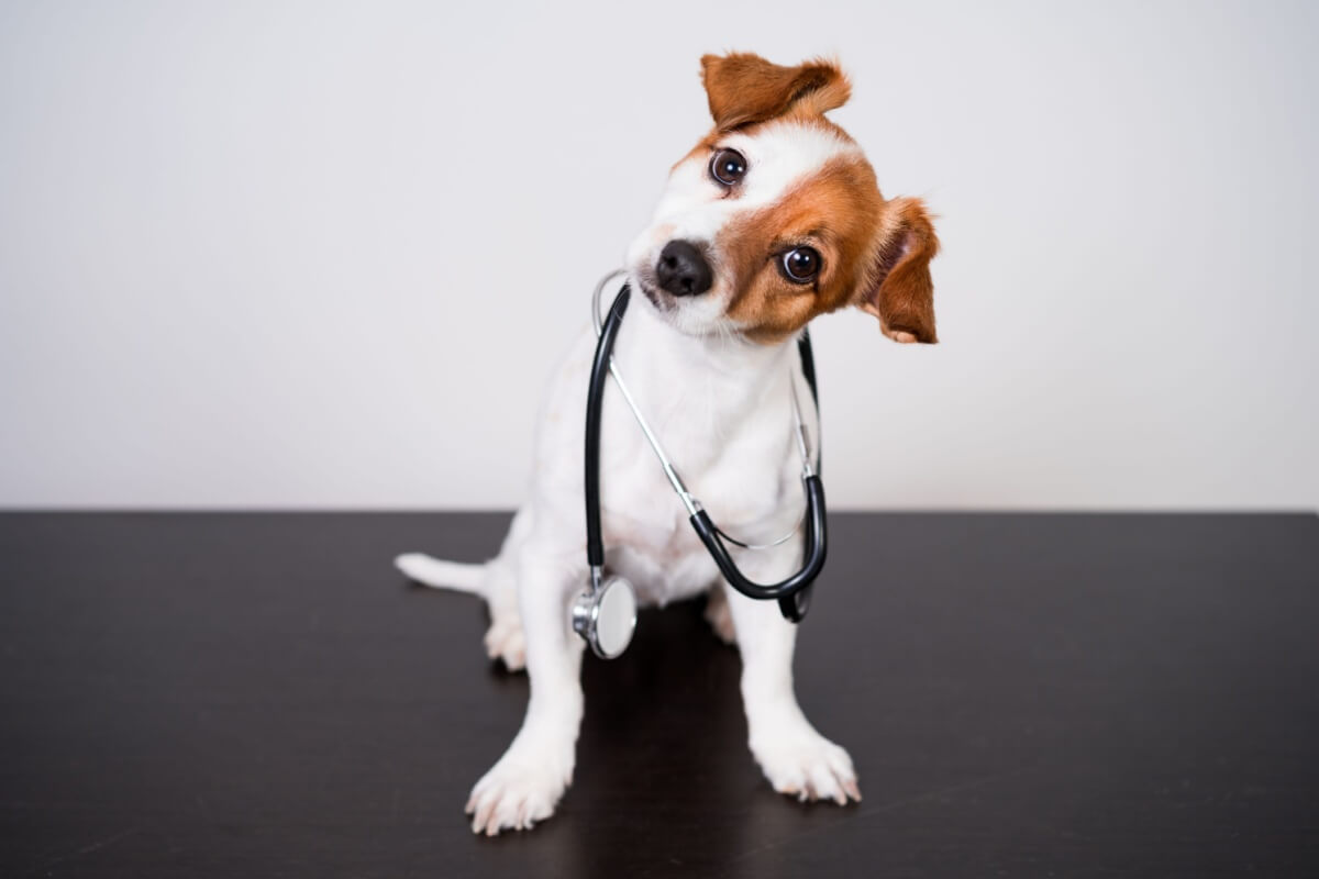 Cuidados simples com os pets ajudam a prevenir doenças (Imagem: eva_blanco | Shutterstock)