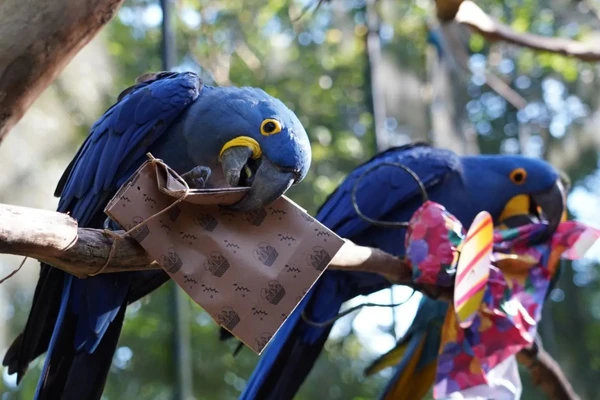 Parque das Aves por Reprodução/Foz do Iguaçu Destino do Mundo