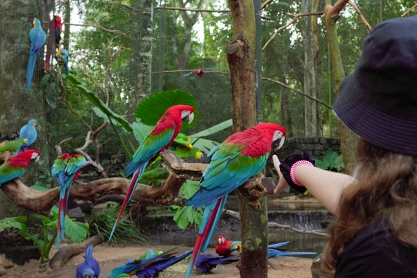 Parque das Aves por Reprodução/Foz do Iguaçu Destino do Mundo