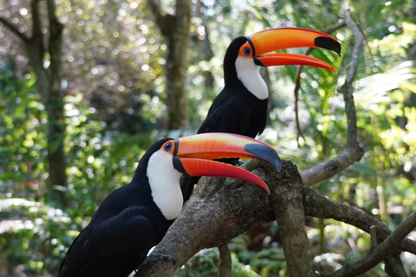 Parque das Aves por Reprodução/Foz do Iguaçu Destino do Mundo