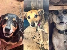 Imagem - Polícia investiga ex-servidora por 'eutanásia em massa' de cães usados para arrecadar doações via PIX
