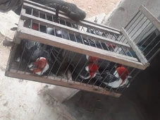 Imagem - Passarinho por R$ 80 mil: preso na Bahia um dos maiores traficantes de aves silvestres do país