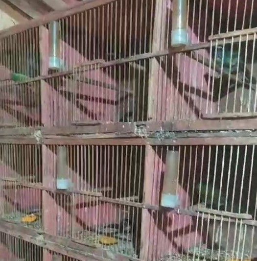 Aves contra por Divulgação