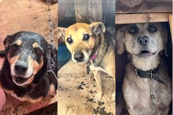 Cachorros resgatados teriam desaparecido
