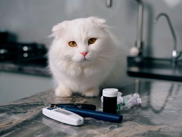 Imagem - Como reconhecer os sintomas do diabetes em animais de estimação