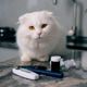 Imagem - Como reconhecer os sintomas do diabetes em animais de estimação
