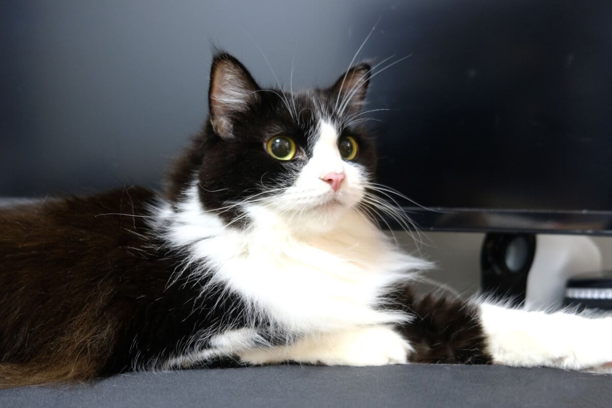 O gato ragamuffin é conhecido por sua aparência encantadora e personalidade sociável (Imagem: Kill_Baal | Shutterstock)