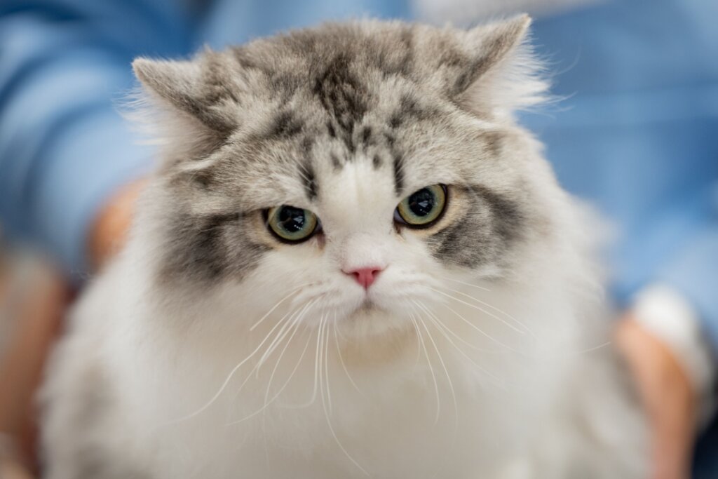 O gato ragamuffin precisa de escovação semanal para remover os pelos soltos e manter a pelagem sempre limpa e macia (Imagem: RobertArt | Shutterstock)
