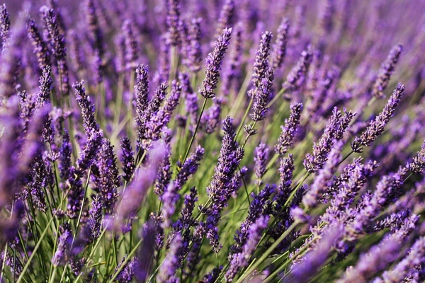 Lavanda por Shutterstock
