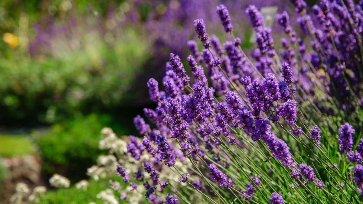 Lavanda por Shutterstock