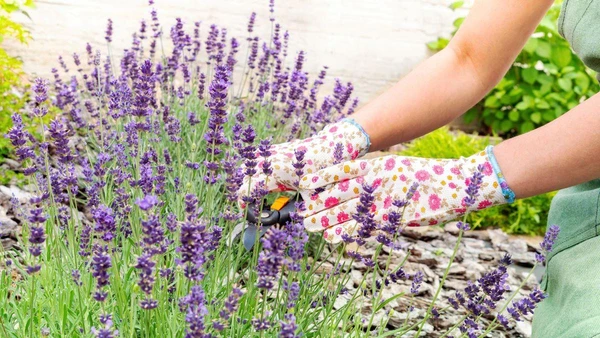 Lavanda por Shutterstock