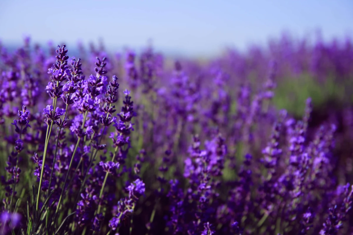 Lavanda por Shutterstock