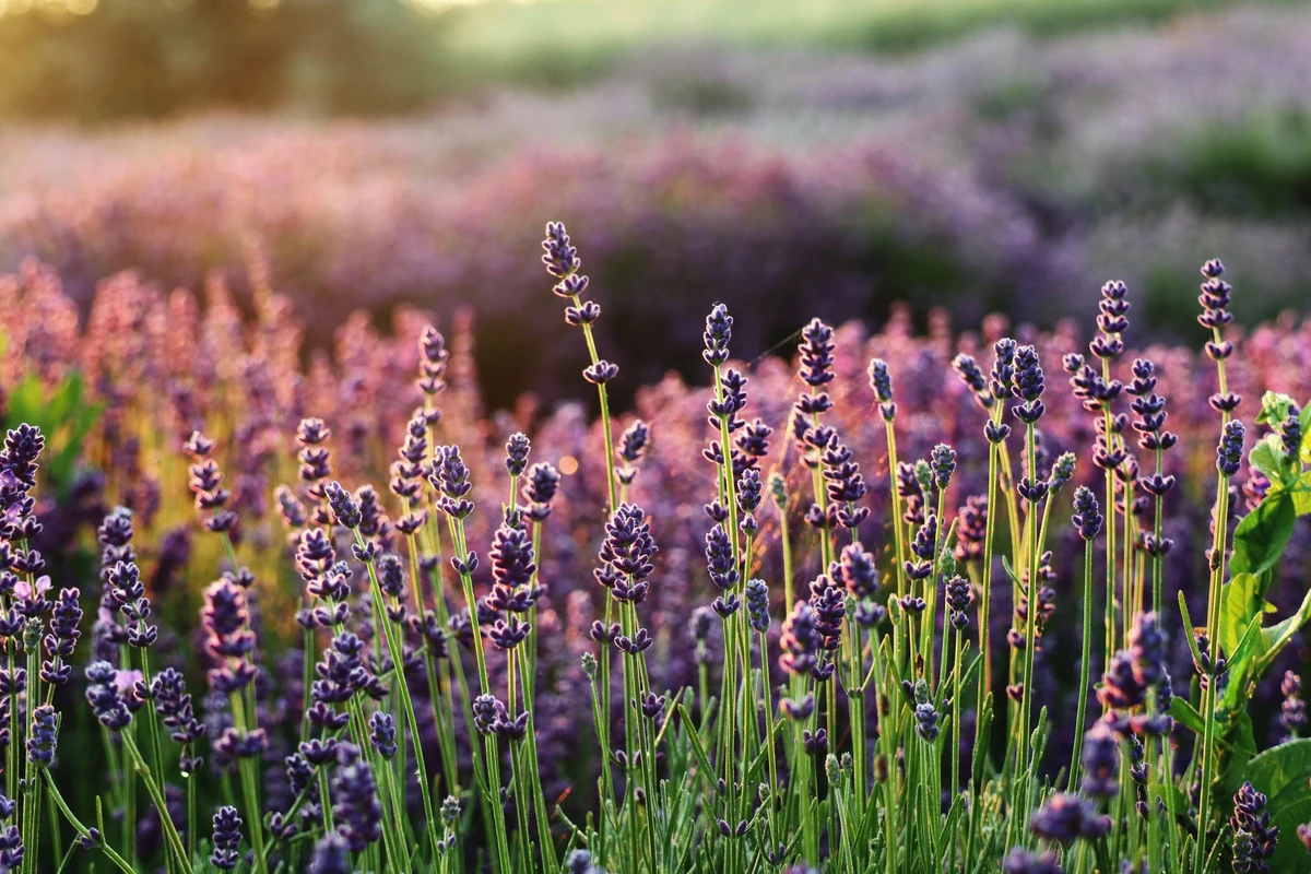 Lavanda por Shutterstock