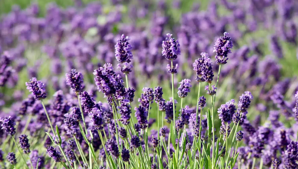 Lavanda por Shutterstock