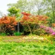 Imagem - O arbusto bonito e fácil de cultivar, ideal para fazer sombra no jardim