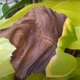 Imagem - Por que as pontas das plantas ficam secas e marrons? O erro que ninguém te contou