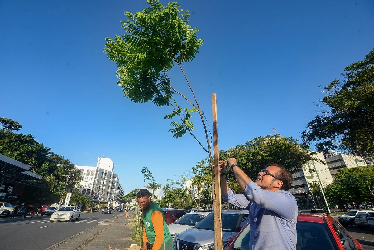 Árvores plantadas em Salvador por Jefferson Peixoto/ Secom PMS