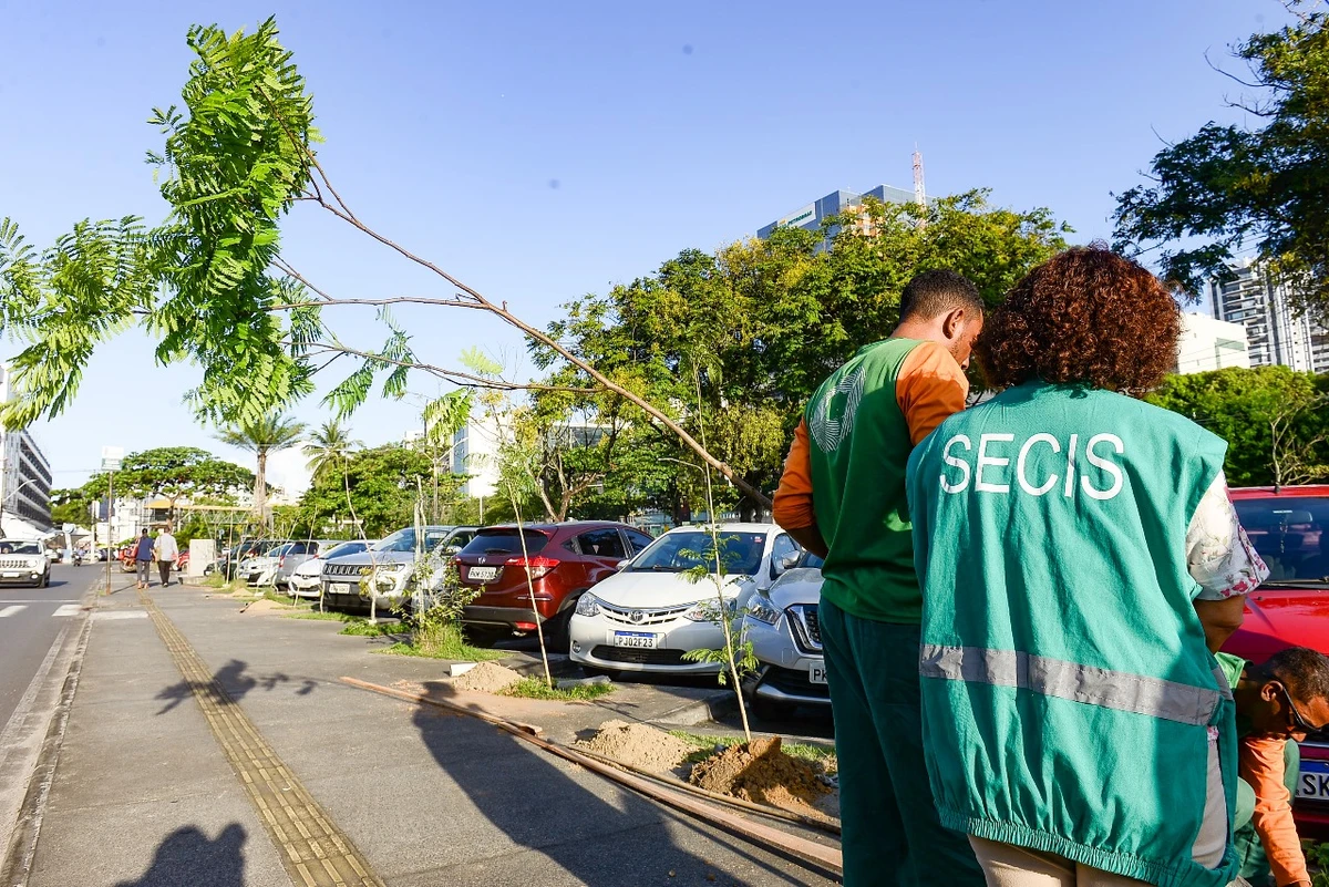 Árvores plantadas em Salvador por Jefferson Peixoto/ Secom PMS