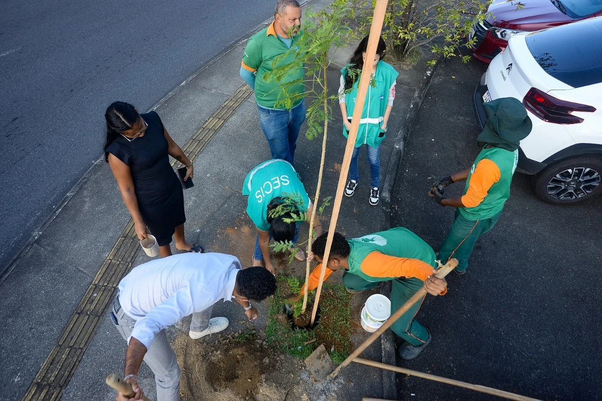 Árvores plantadas em Salvador por Jefferson Peixoto/ Secom PMS