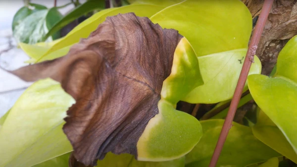 Ventiladores e ar-condicionados refrescam os humanos, mas ajudam a ressecar as plantas 