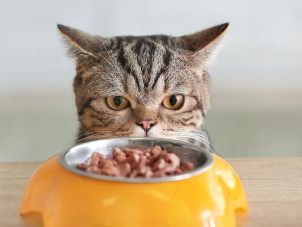 Imagem - Não é tudo igual: 10 dicas para escolher o sachê para o gato