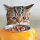 Imagem - Não é tudo igual: 10 dicas para escolher o sachê para o gato