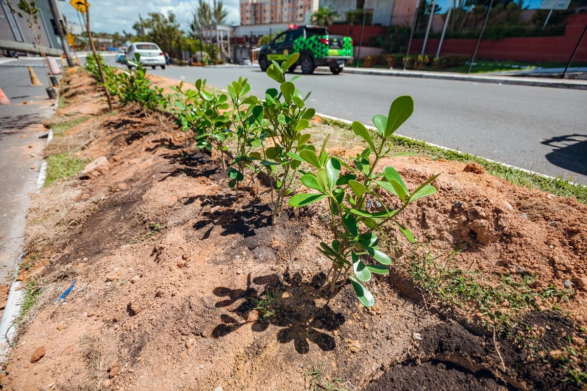 Plano de Arborização prevê o plantio de mil mudas de espécies da Mata Atlântica em Lauro de Freitas por Tiago Pacheco