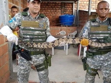 Imagem - 20 animais silvestres são resgatados por dia em Salvador; veja os bairros com mais registros