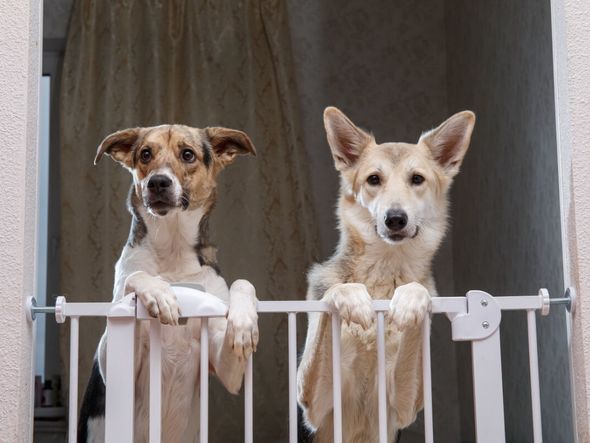 Imagem - 8 dicas para deixar a casa segura para o animal de estimação
