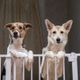 Imagem - 8 dicas para deixar a casa segura para o animal de estimação