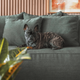 Imagem - 6 dicas para escolher tecidos resistentes para casa com pets