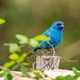 Imagem - Por que algumas aves colocam ovos nos ninhos de outros pássaros? Veja 5 exemplos