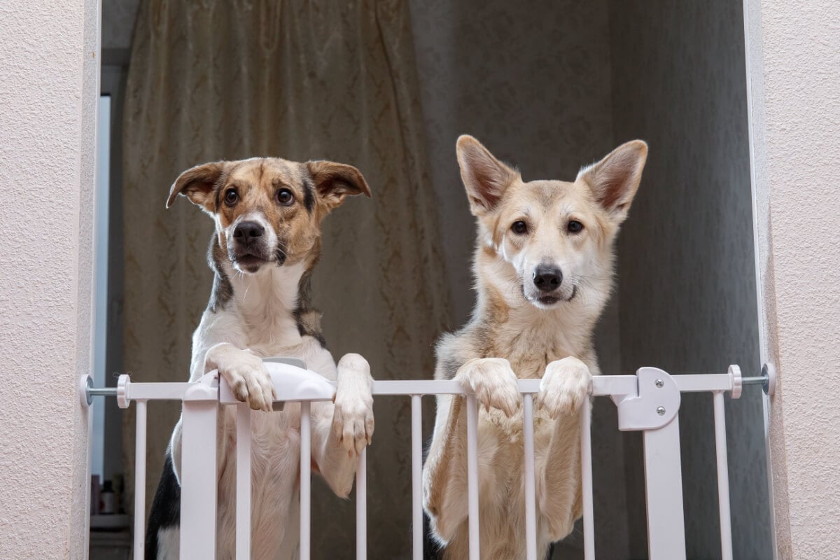 Ajustes simples e atenção aos detalhes tornam os ambientes mais seguros para os pets (Imagem: Alex Zotov | Shutterstock)