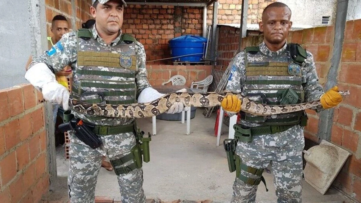 Jiboia é resgatada em Salvador pela GCM