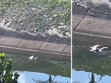 Imagem - Tartaruga marinha é encontrada morta em córrego no Costa Azul