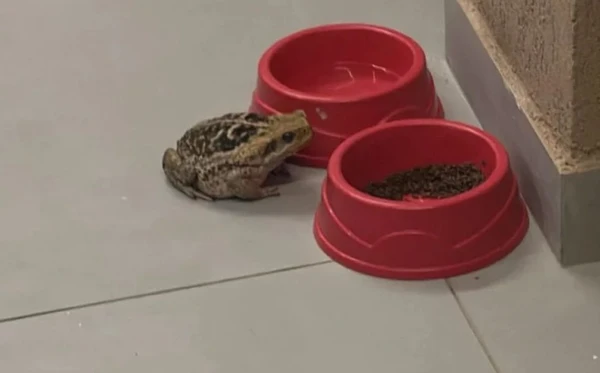 Sapo 'invadiu' cada de Rodrigo Nestor