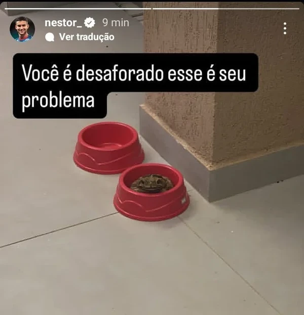 Sapo 'invadiu' cada de Rodrigo Nestor por Reprodução