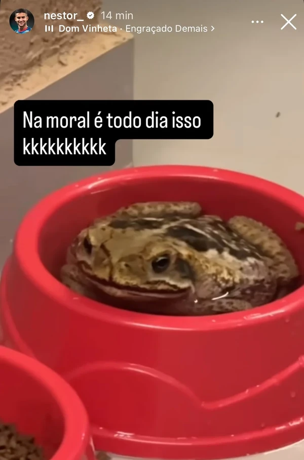 Sapo invadiu casa de Rodrigo Nestor por Reprodução