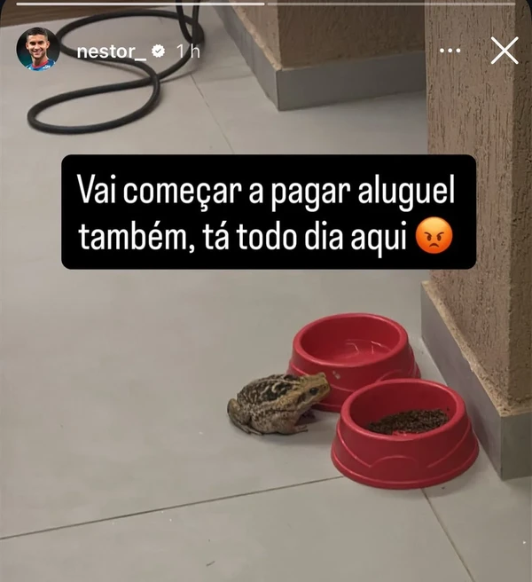 Sapo invadiu casa de Rodrigo Nestor por Reprodução