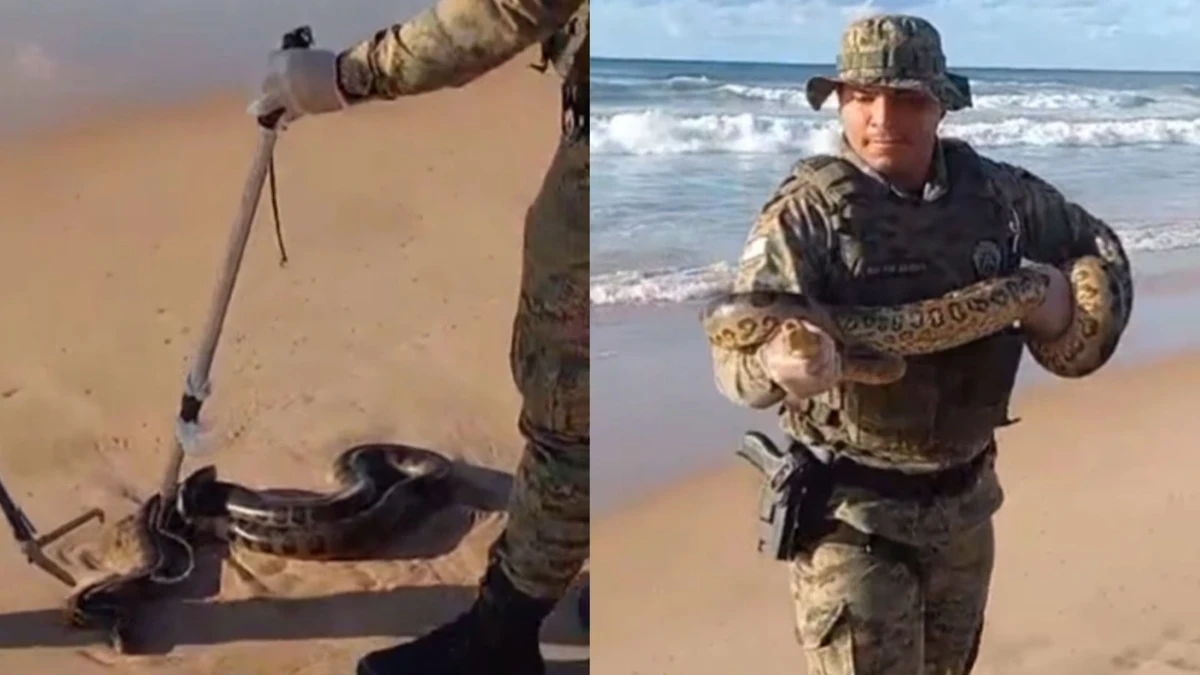 Cobra foi resgatada em praia de Salvador
