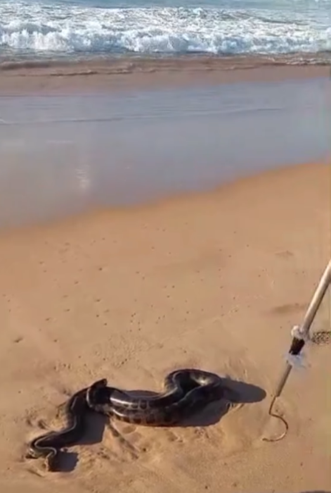Veja o resgate de cobra em praia de Salvador por Divulgação