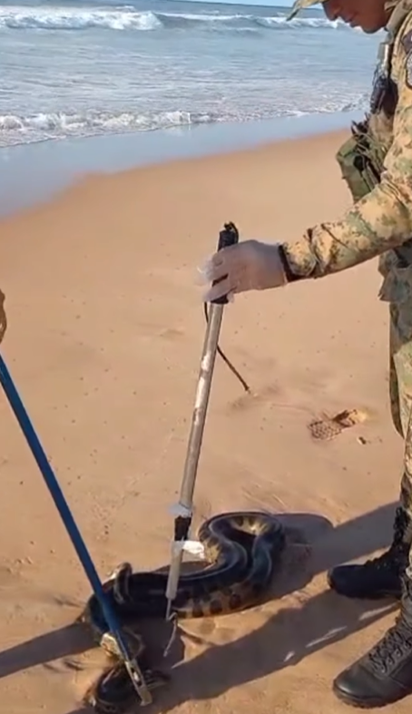 Veja o resgate de cobra em praia de Salvador por Divulgação