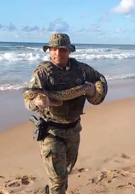 Veja o resgate de cobra em praia de Salvador por Divulgação