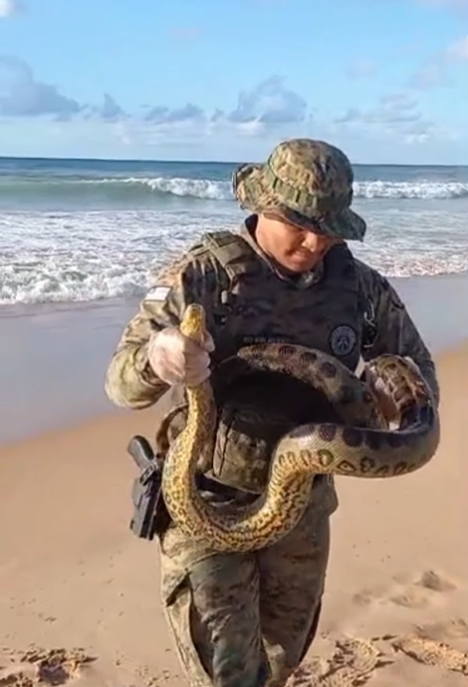 Veja o resgate de cobra em praia de Salvador por Divulgação